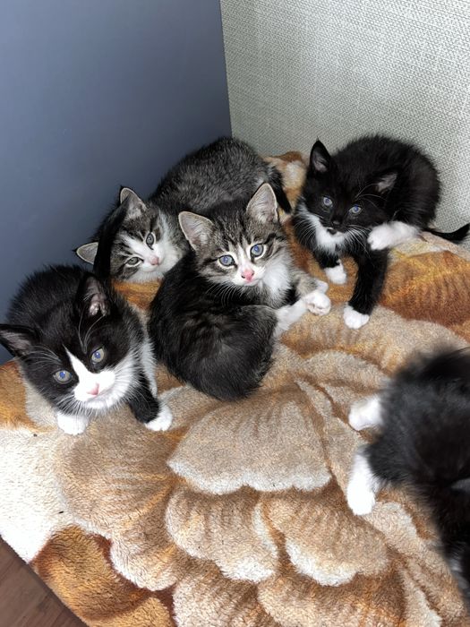 отдам кошки в хорошие руки