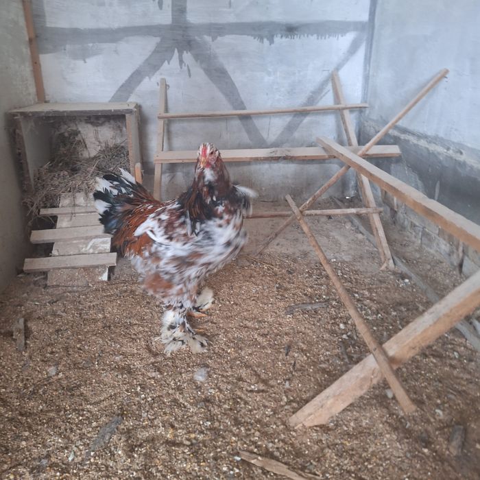 cocos brahma portelan de vanzare