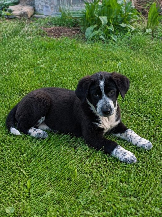 Щенки метисы бесплатно