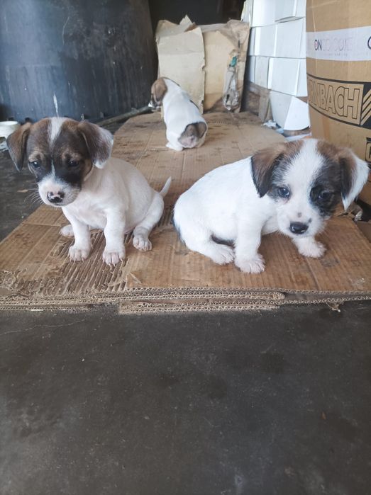 Ofer spre adopție puiuți de catel