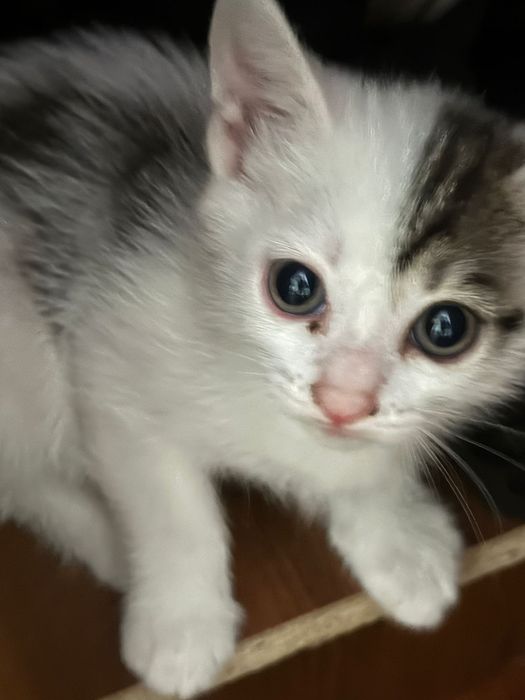 Отдам котят в хорошие руки