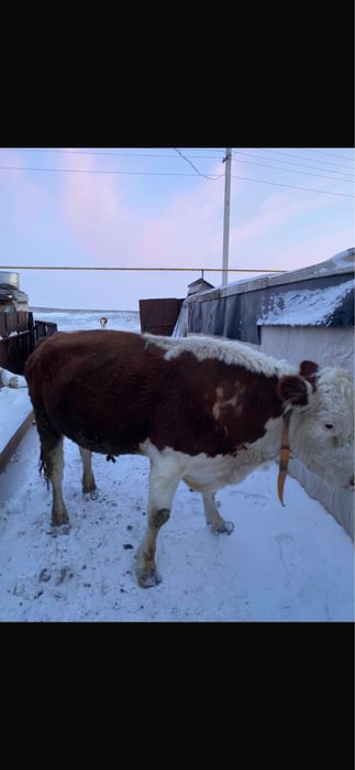 Продам. Быка. 3года 8 месяцев.