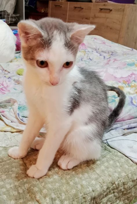 Отдам котенка,девочка 3,5 месяца