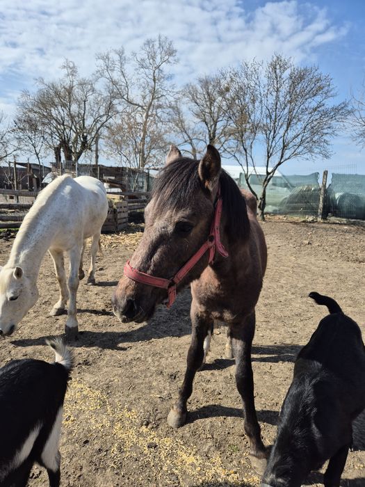 Vând o iapa si un manz
