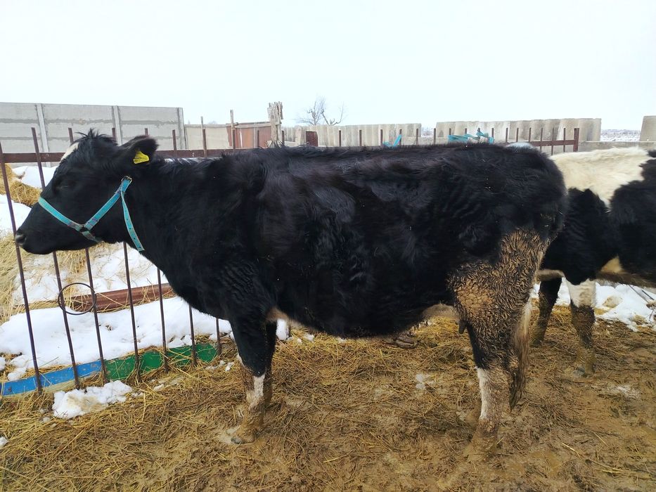 Коровы с телятами