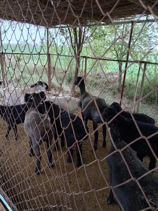 Ширбозлар сотилади