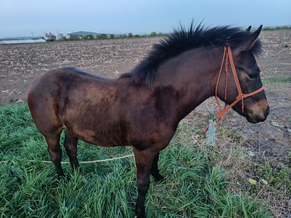 Mînz de vînzare  7 luni