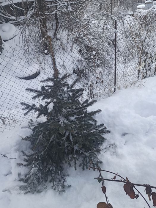 Ёлка сизая из Европы