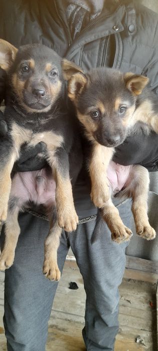 Щенки немецкой овчарки