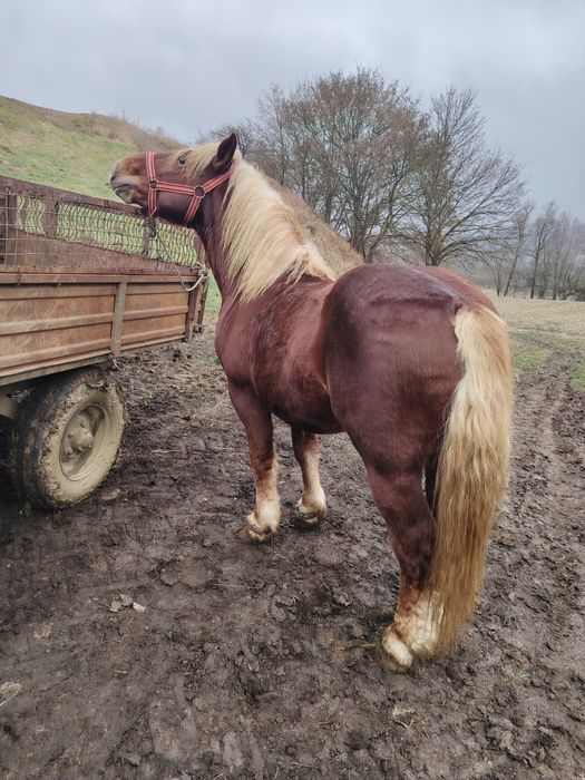 Mânz de 2,5 ani de vânzare