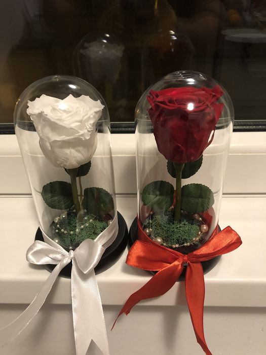 Cupola cu trandafir criogenat conservat