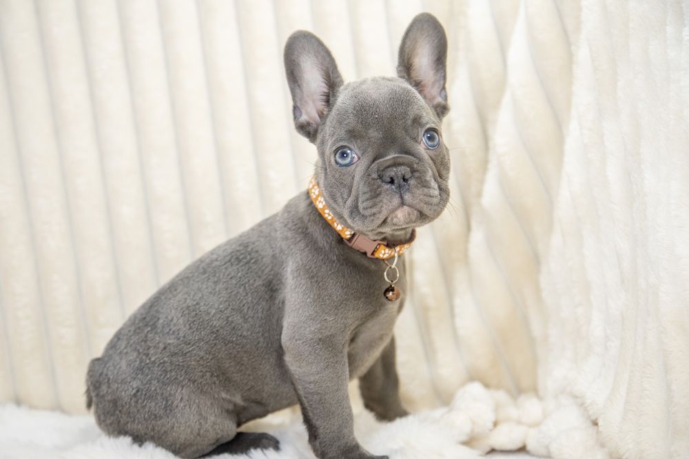 bulldog francez blue
