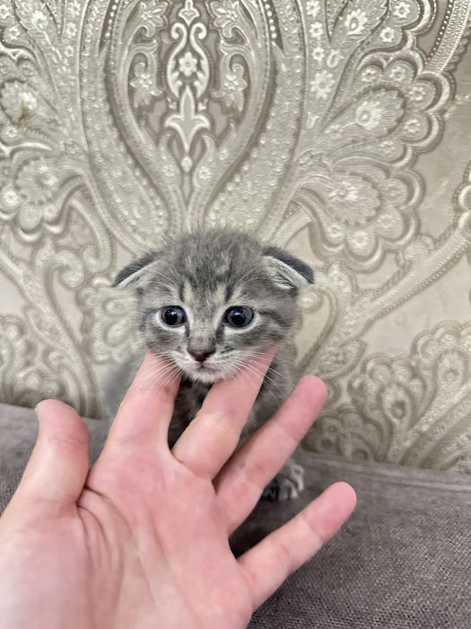 котенок вислоушка