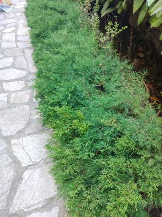 Озеленяване на хотели,ресторанти,частни вили,бензиностанции и д-р.Косене на трева.Ниски цено