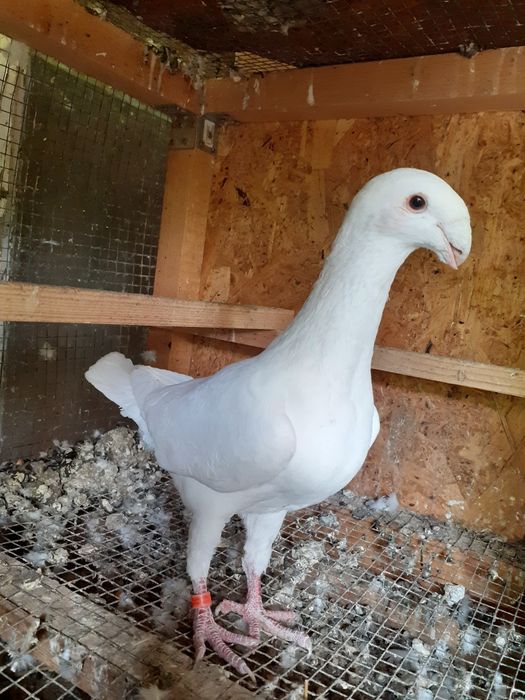 Vând porumbei germani de frumusete