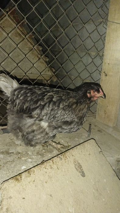 Адлерский Серебристый