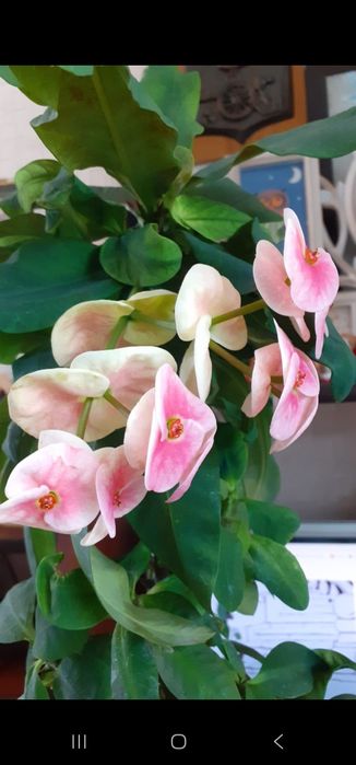 Молочай миля коллекционные сорта.Абайа