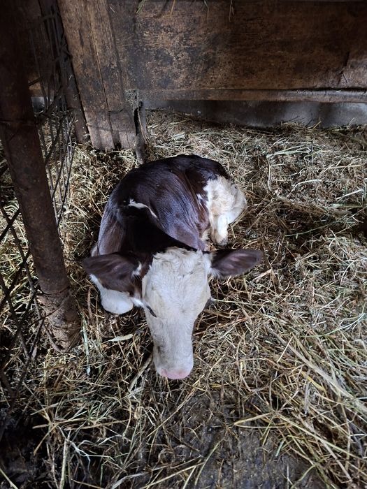 Vaca de lapte cu vițel lângă ea