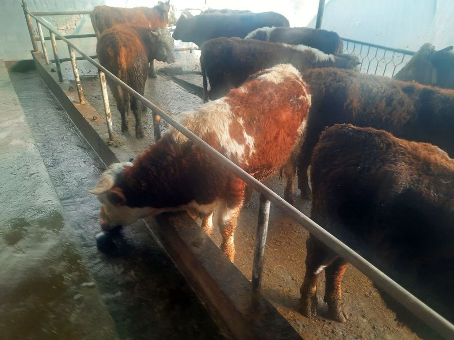 сементал букалар