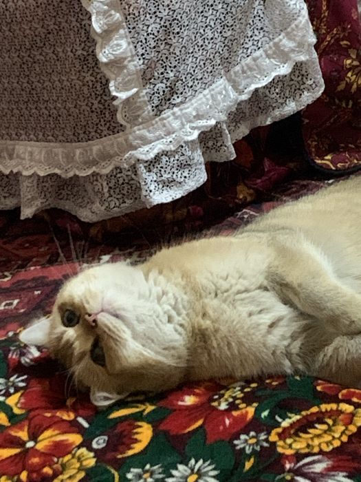 Britanskiy Zolotoy Shinshilla Sotiladi !!!