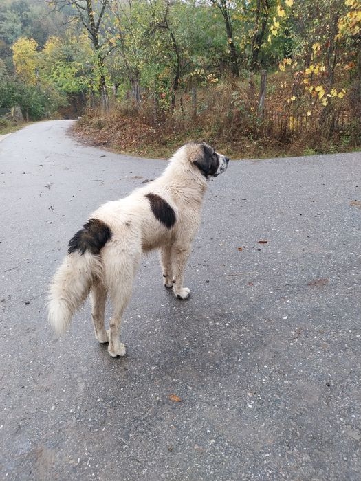 Dau câine bun pe o oaie buna