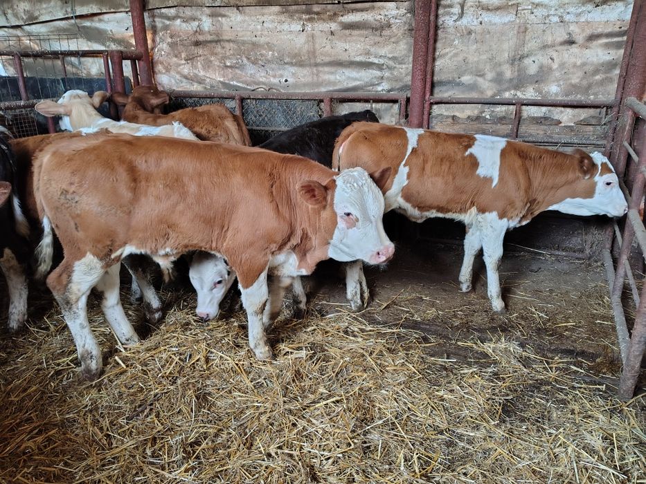 Viței înțărcați 130-140 media