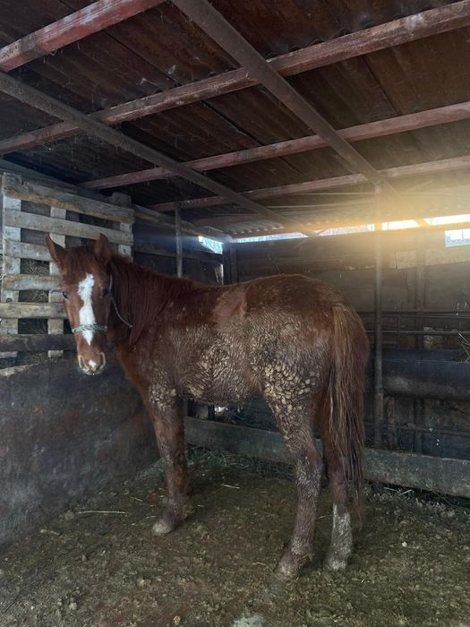 Продам  лошадей.