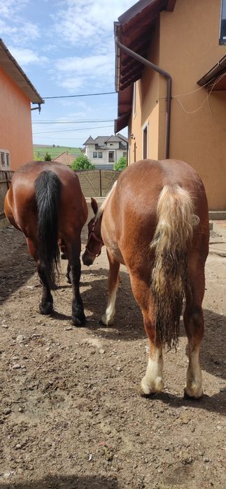 Vând Manza de un an