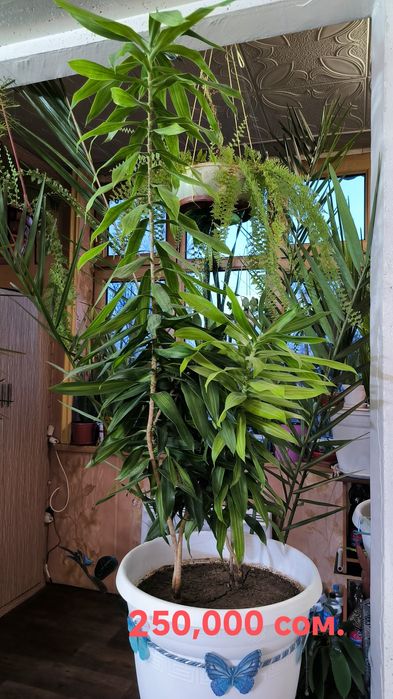 Цветы,Пальмы,с бонусом.