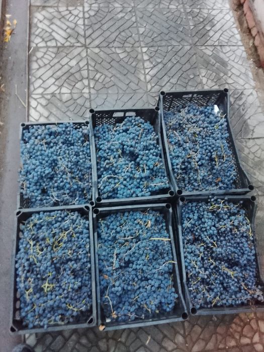 Продам виноград сорт Изабелла