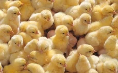 цыплята броллеры