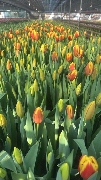 Тюльпаны оптом  доставка