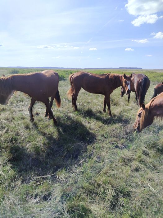 Ту бйе сатылады или обмен