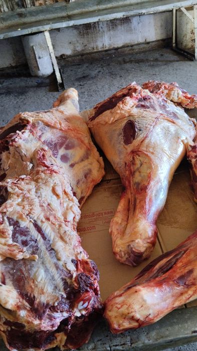 Мясо говядина сиыр еті