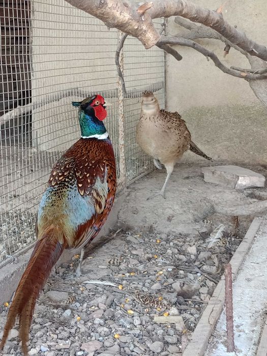 Екзотични животни