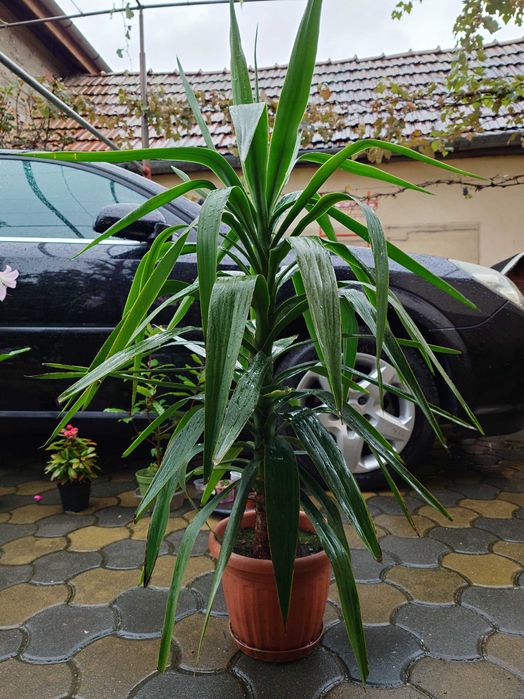 Palmier Yucca in Ghiveci