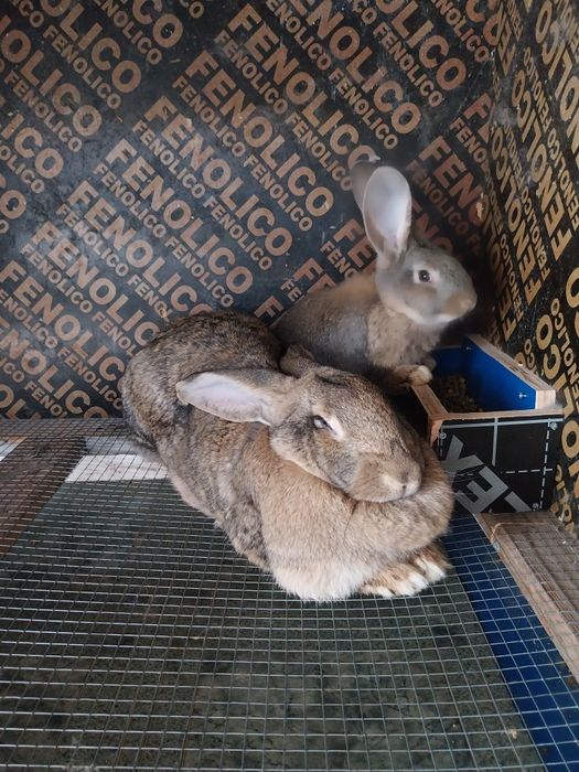 Зайци Великани и Пеперуди