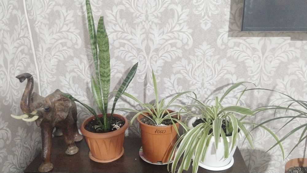 Цветы вырощеные в домашних условиях