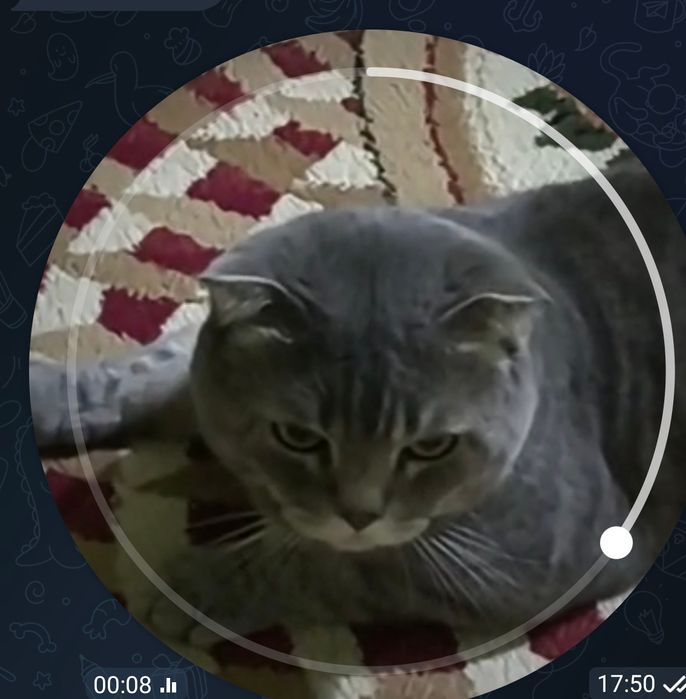 Продаю краткошертые котята скотиш