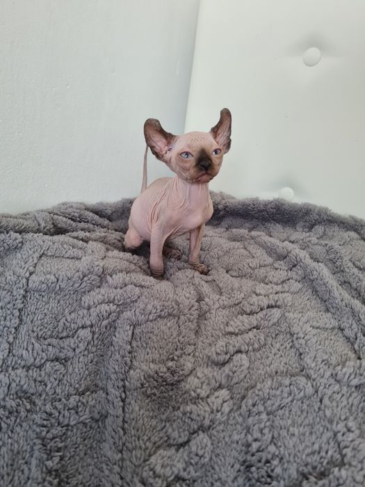 Pisicuta Sphinx mascul elf