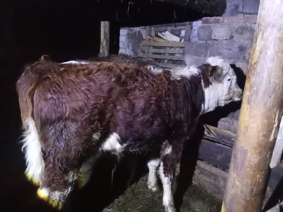 Бұқалалар сатылады