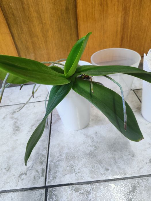 Орхидея лилава плюс 4 броя кашпи.