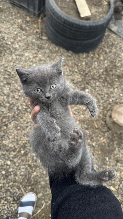 Котята 1,5 месяцев