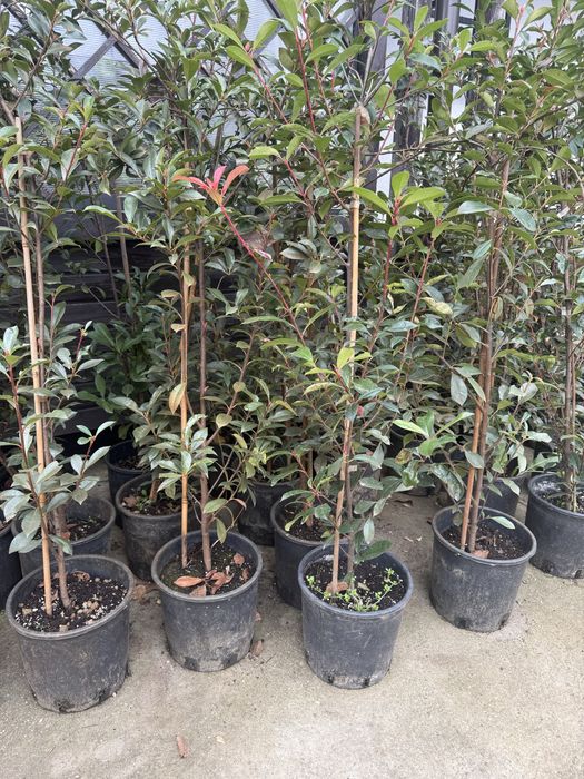 Photinia la ghiveci 1,2m
