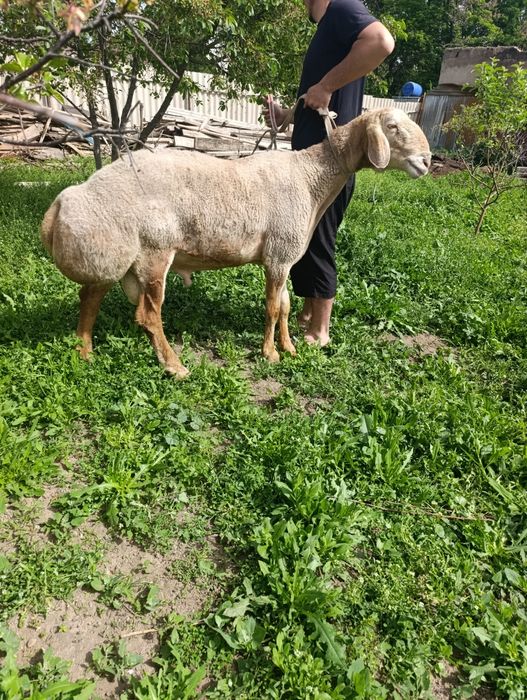 Кочкар арашан продам