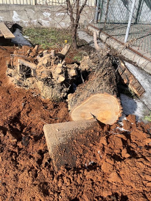 Карачаг пеньки нераспиленные