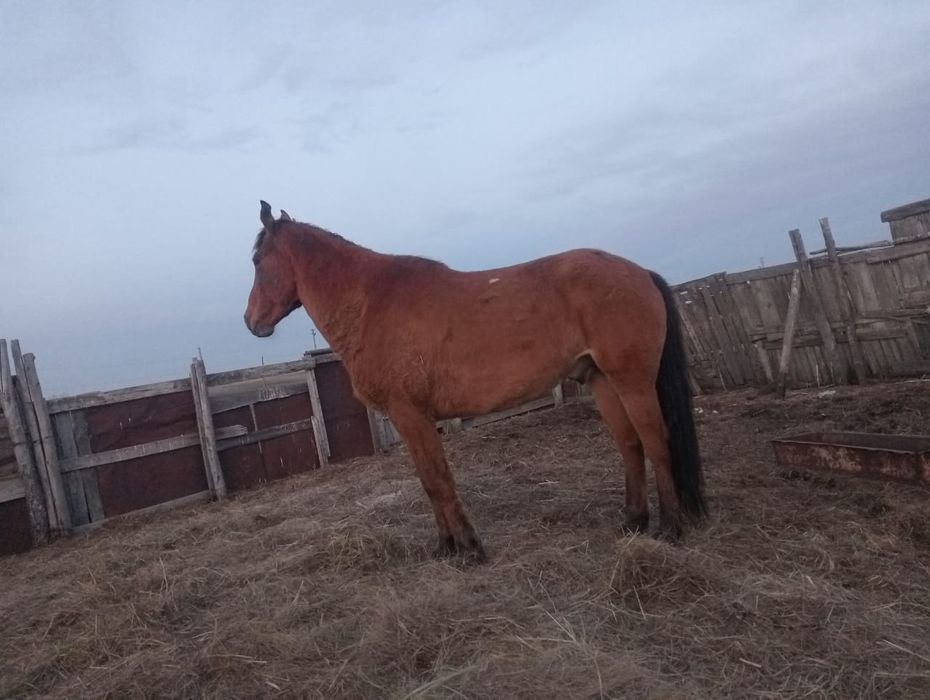 Продам Лошадь, ат