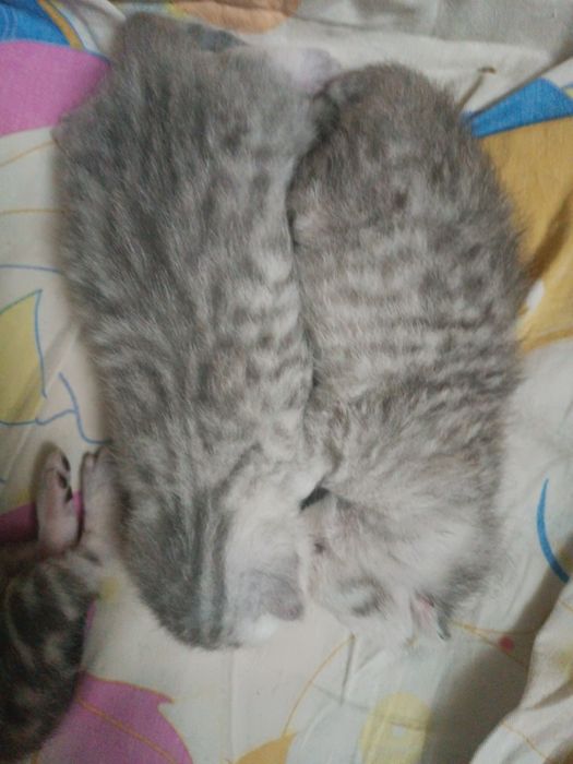 Серебристый шиншилла мальчик опытный