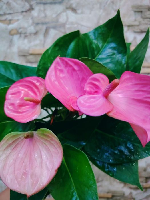 Anthurium andraeanum
мужское счастье