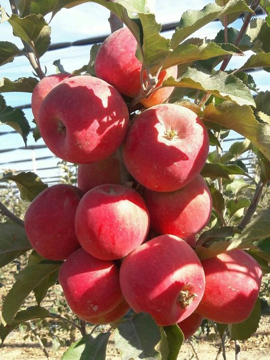 Shreder Mevali кучатлари